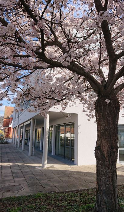 Frühling Baum